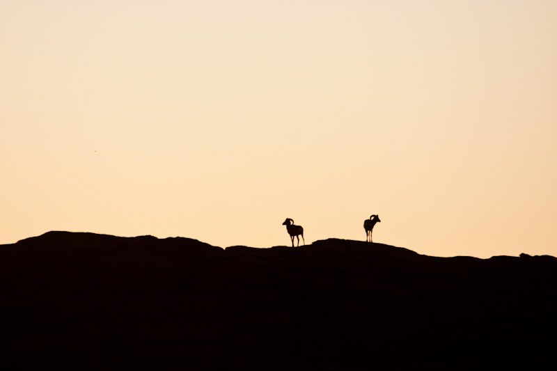 Argali Silhouettes At Sunset